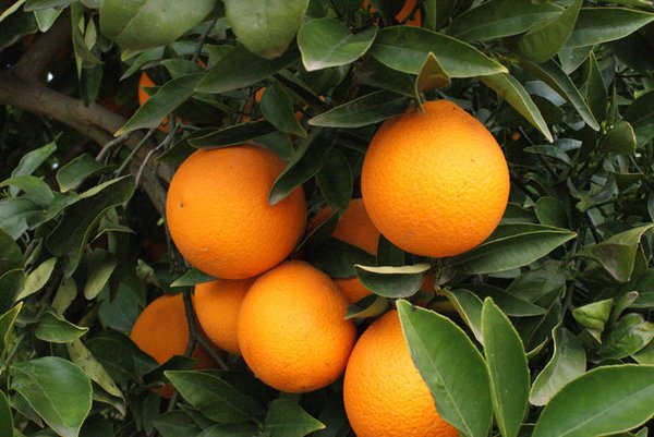 Naranjas